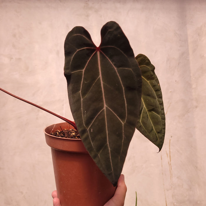 Anthurium BVIT x Zara Michelle