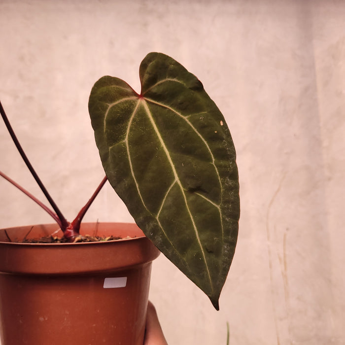 Anthurium BVIT x Zara Michelle
