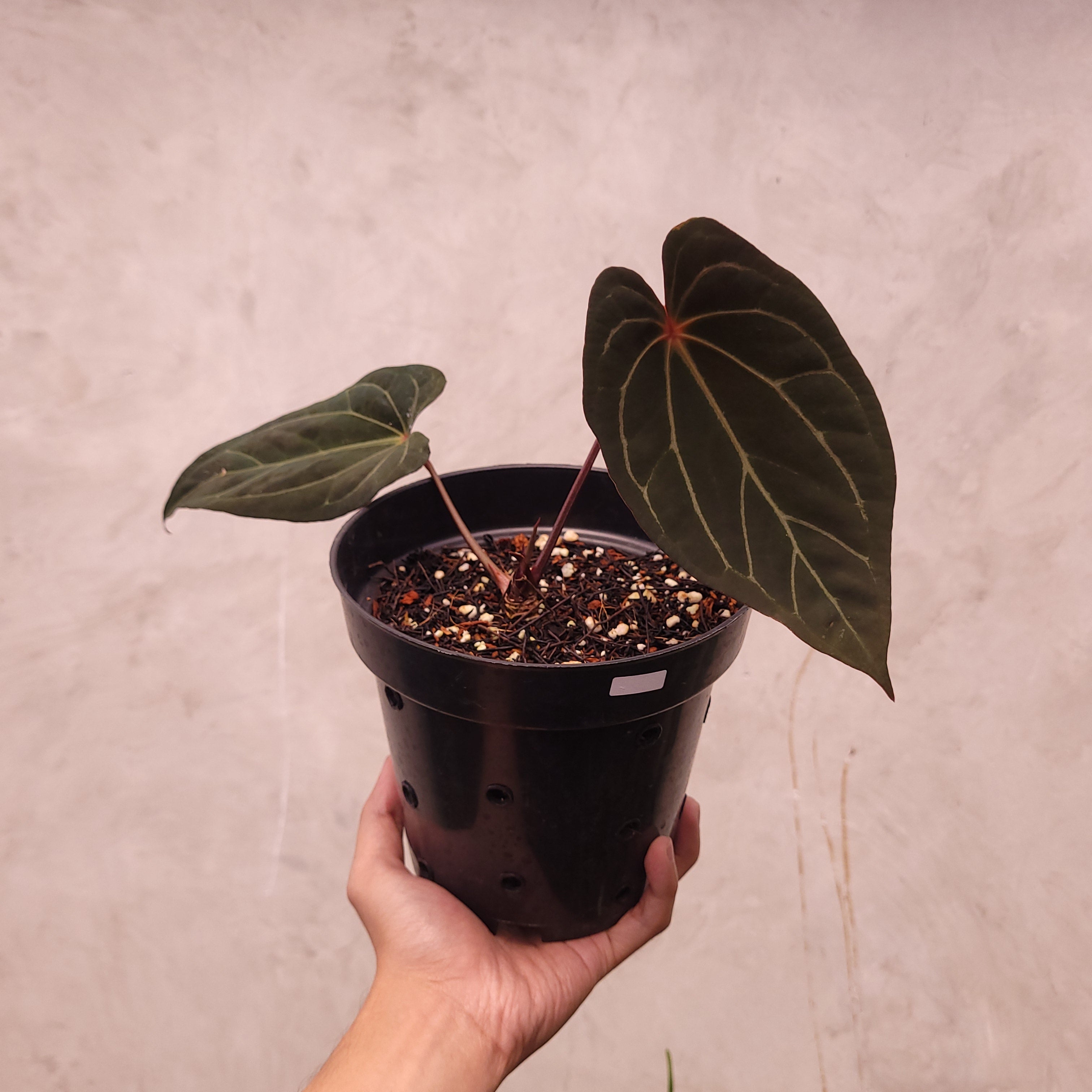 Anthurium BVIT x Zara Michelle Selected — Aroidasia