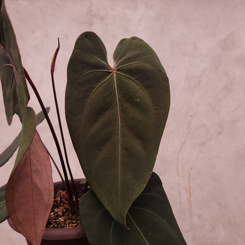 anthurium blu Anthurium Blood of Blue — Aroidasia