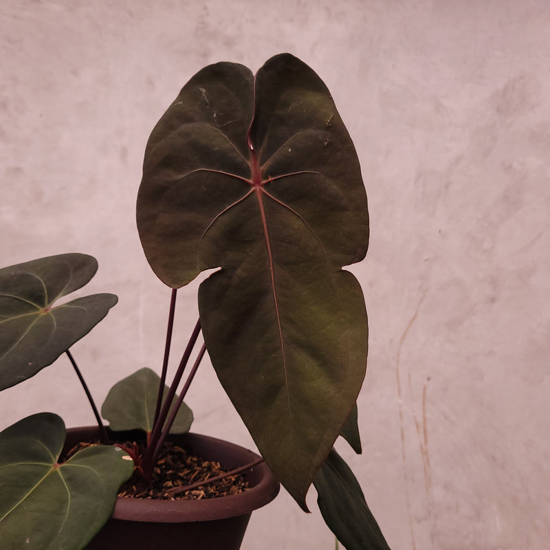 Anthurium Blood of Blue