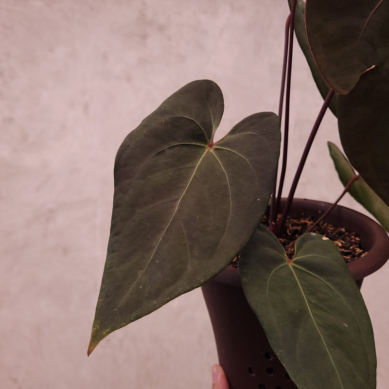 Anthurium Blood of Blue