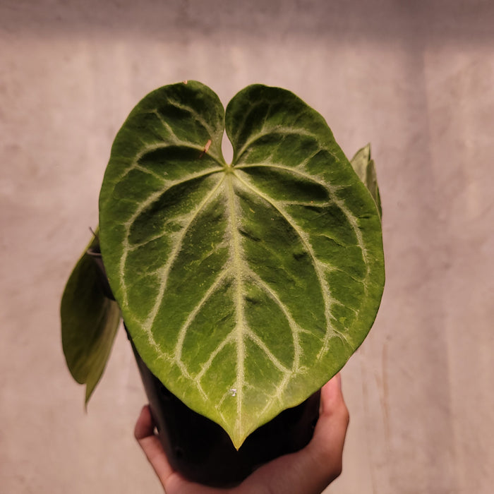 Anthurium Silver Blush x KOS