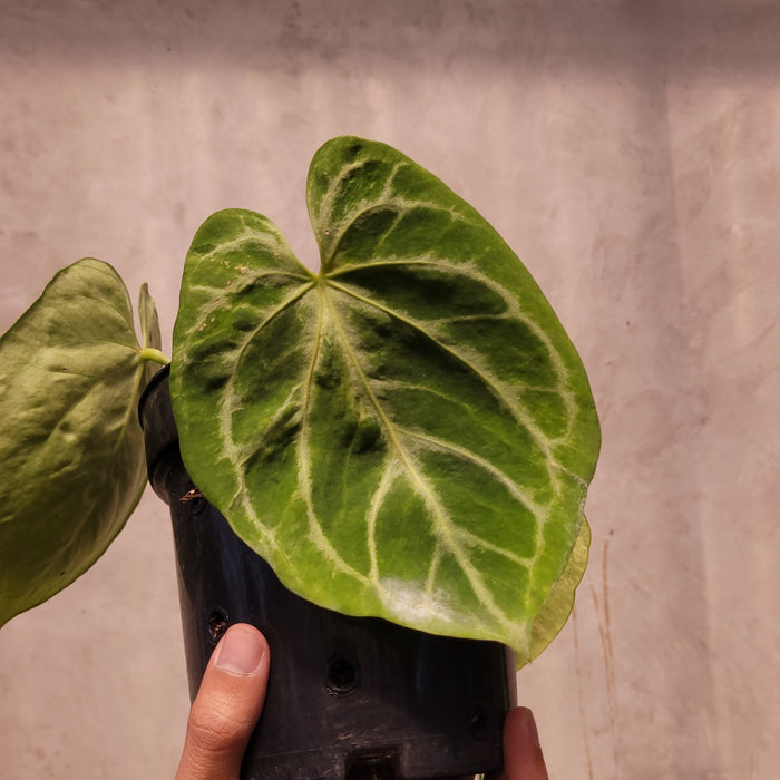 Anthurium Silver Blush x KOS