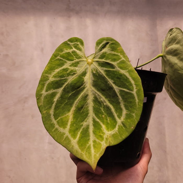 Anthurium Silver Blush x KOS