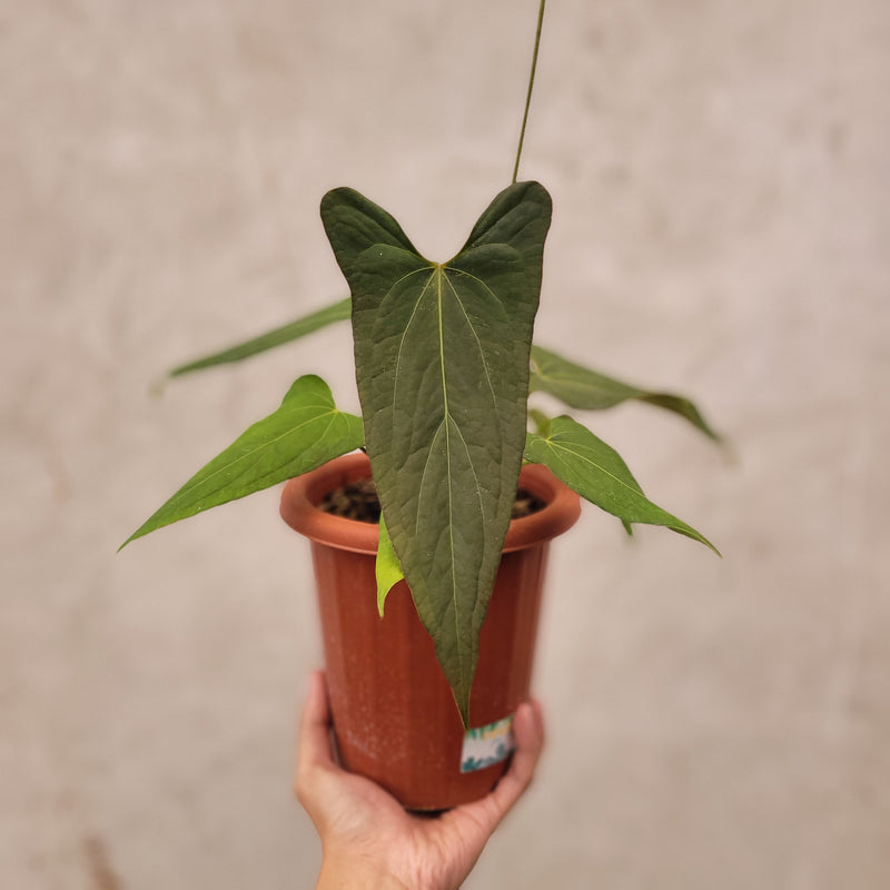 Anthurium Papillilaminum x Portillae