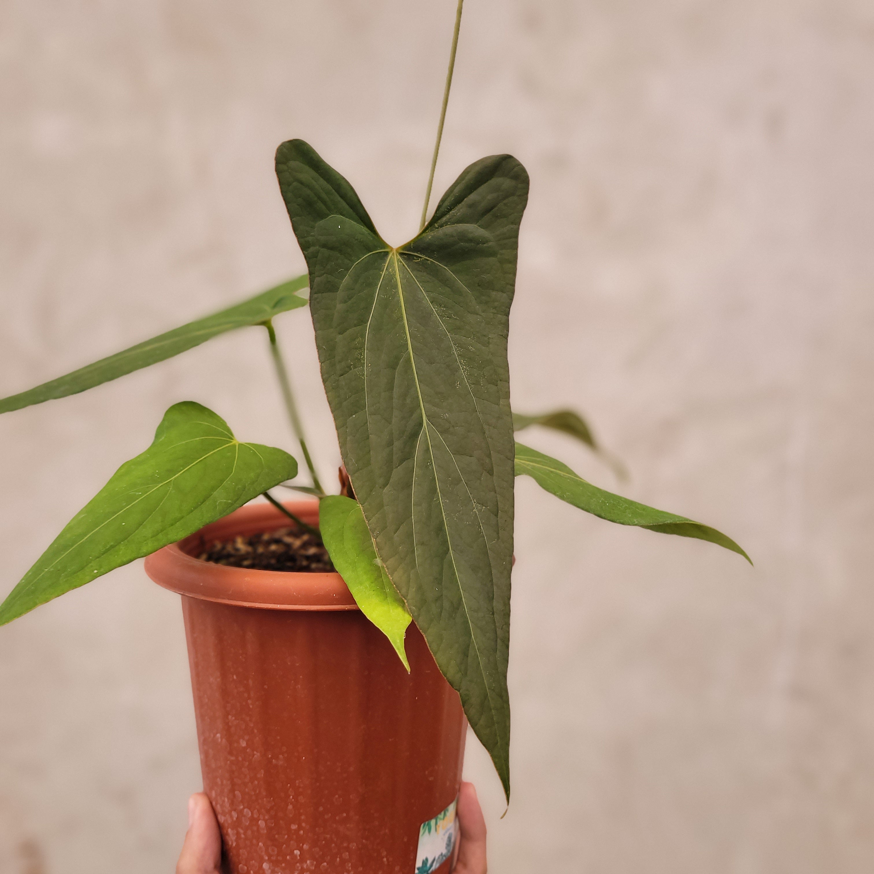 Anthurium Papillilaminum x Portillae — Aroidasia