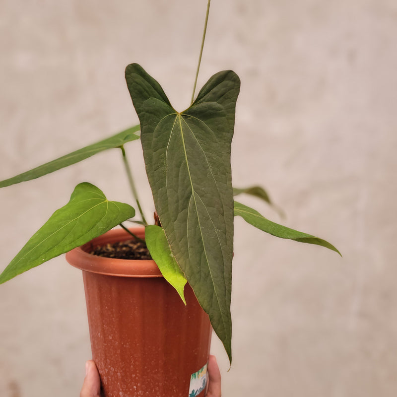 anthurium portillae Anthurium Papillilaminum x Portillae — Aroidasia