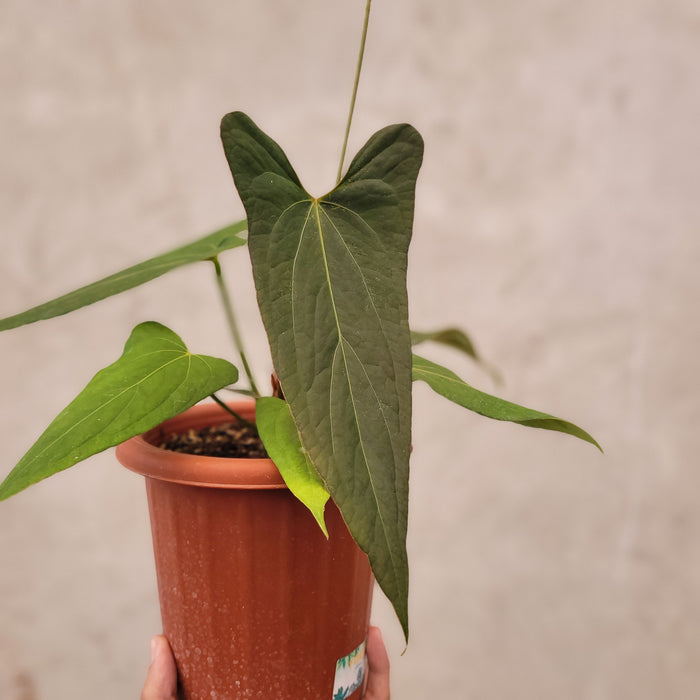 Anthurium Papilillaminum x Portillae