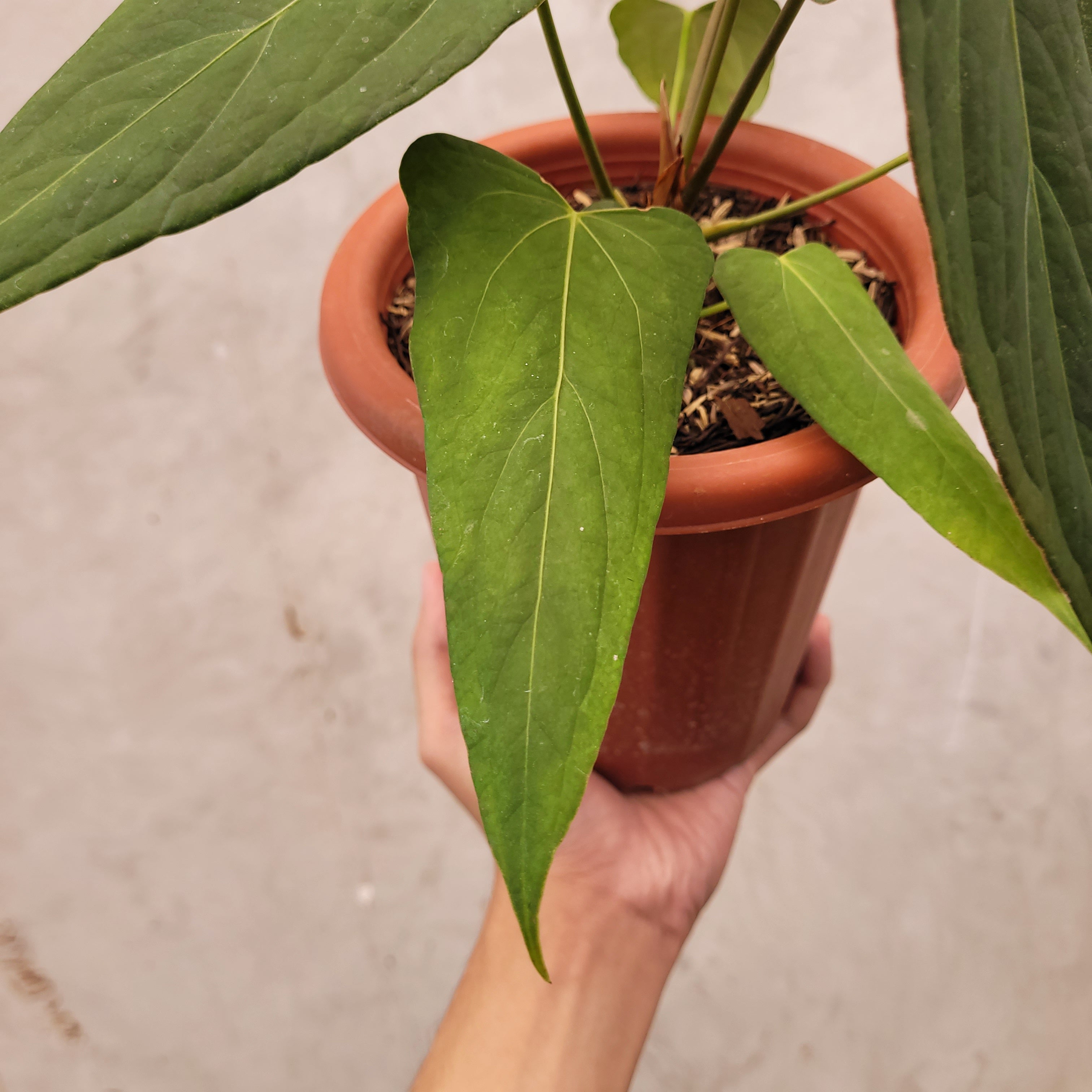Anthurium Papillilaminum x Portillae — Aroidasia