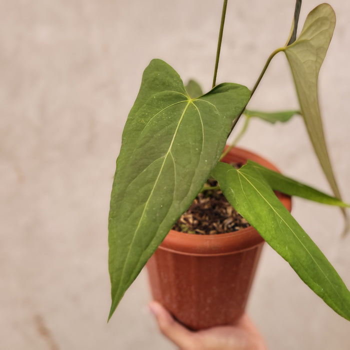 Anthurium Papilillaminum x Portillae