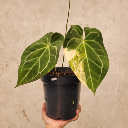 anthurium leuconeurum Anthurium Magnificum Variegated — Aroidasia