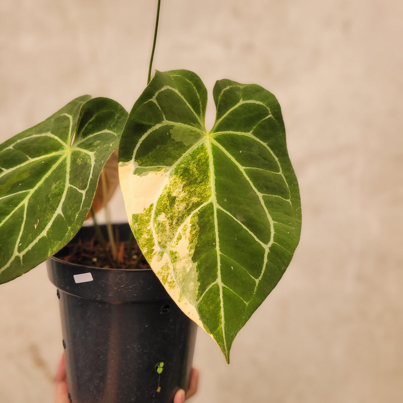 anthurium magnificum yellow leaves Anthurium Magnificum Variegated — Aroidasia