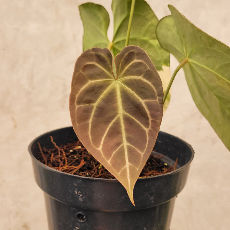 Anthurium Magnificum Variegated