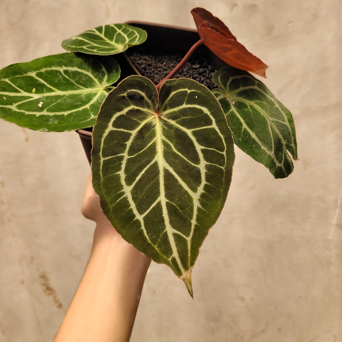 Anthurium King of Spades x Red Crystallinum