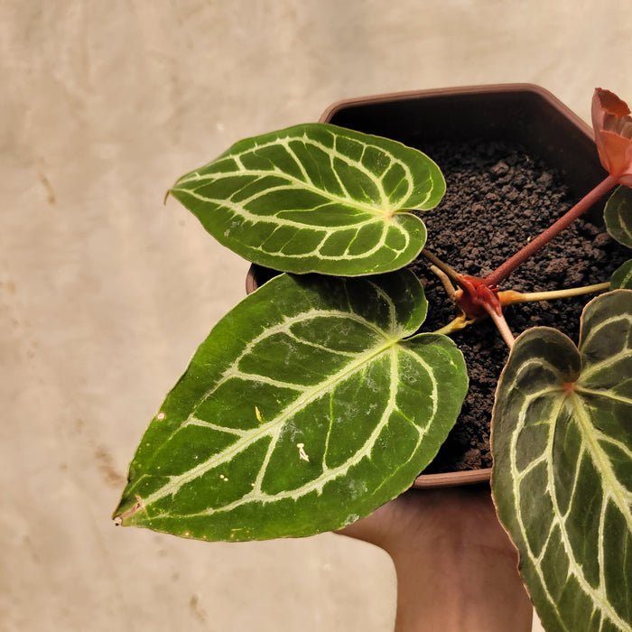 Anthurium King of Spades x Red Crystallinum