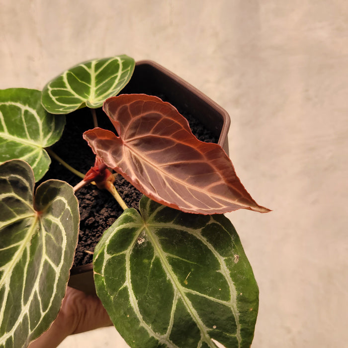 Anthurium King of Spades x Red Crystallinum