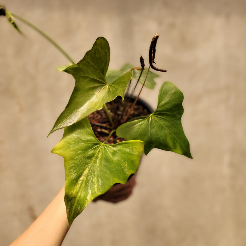 🎁 Anthurium Pterodactyl Variegated (100% off)