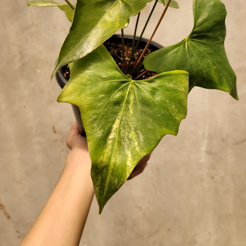 pterodactyl anthurium Anthurium Pterodactyl Variegated — Aroidasia