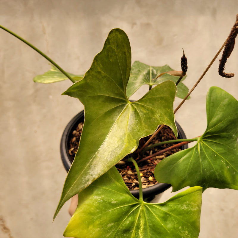 Anthurium Pterodactyl Variegated