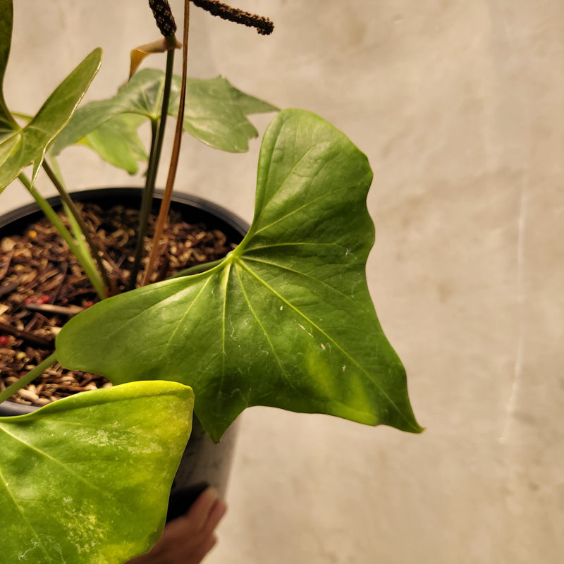 Anthurium Pterodactyl Variegated