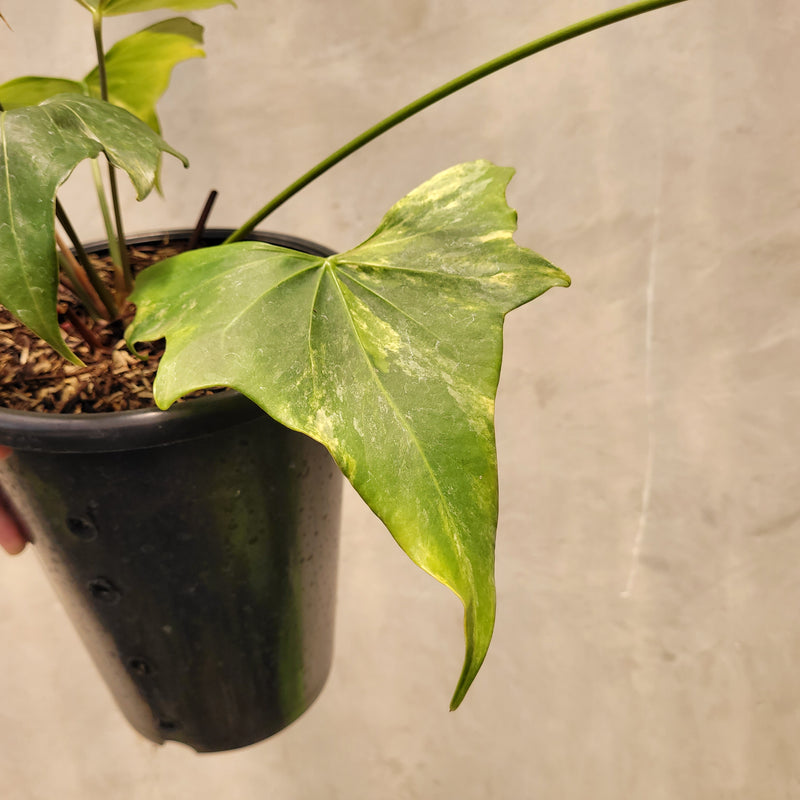 Anthurium Pterodactyl Variegated