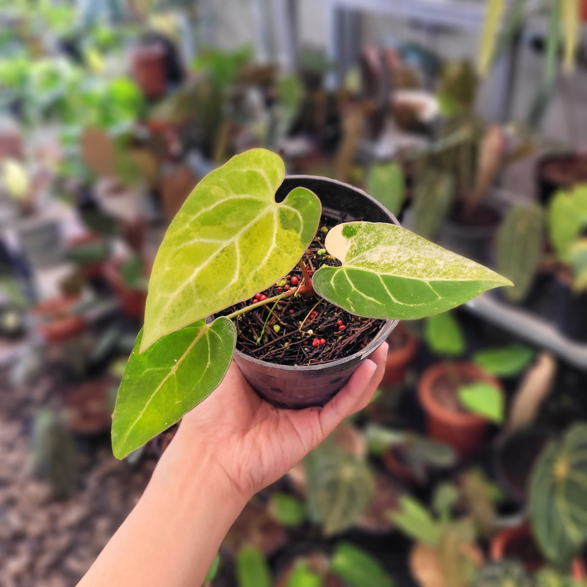 Anthurium Blue Papillilaminum Seedling Variegated — Aroidasia