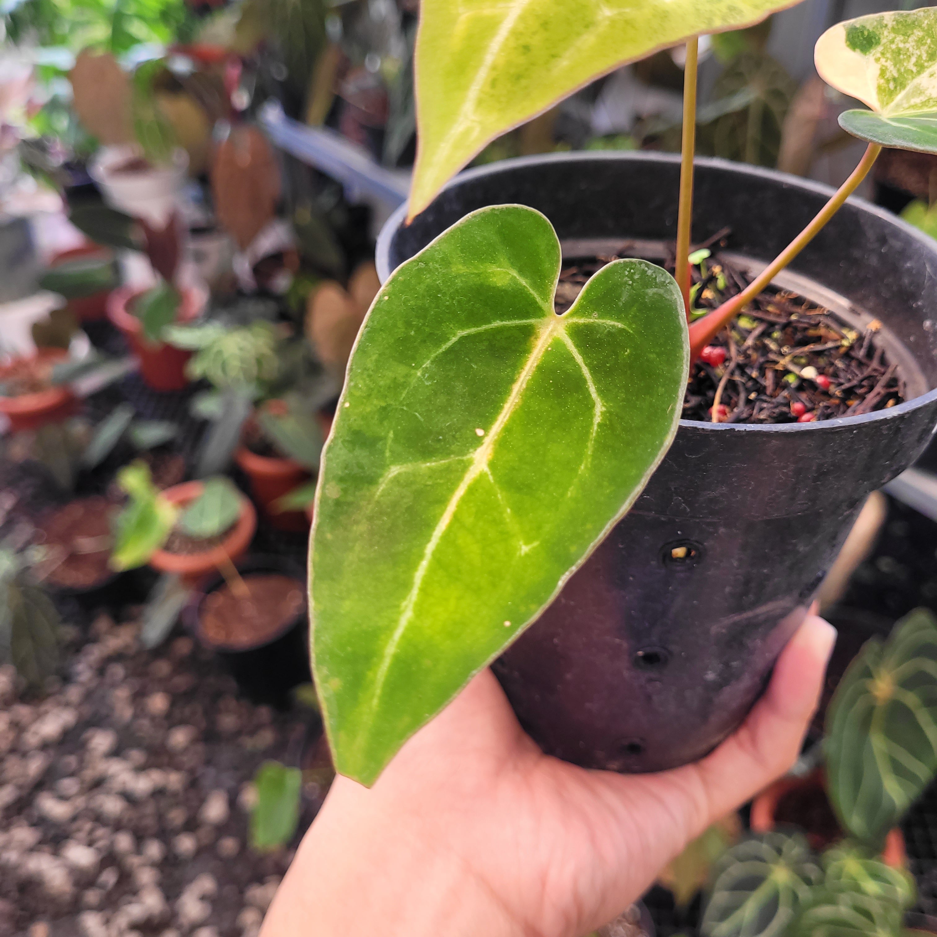 Anthurium Blue Papillilaminum Seedling Variegated — Aroidasia