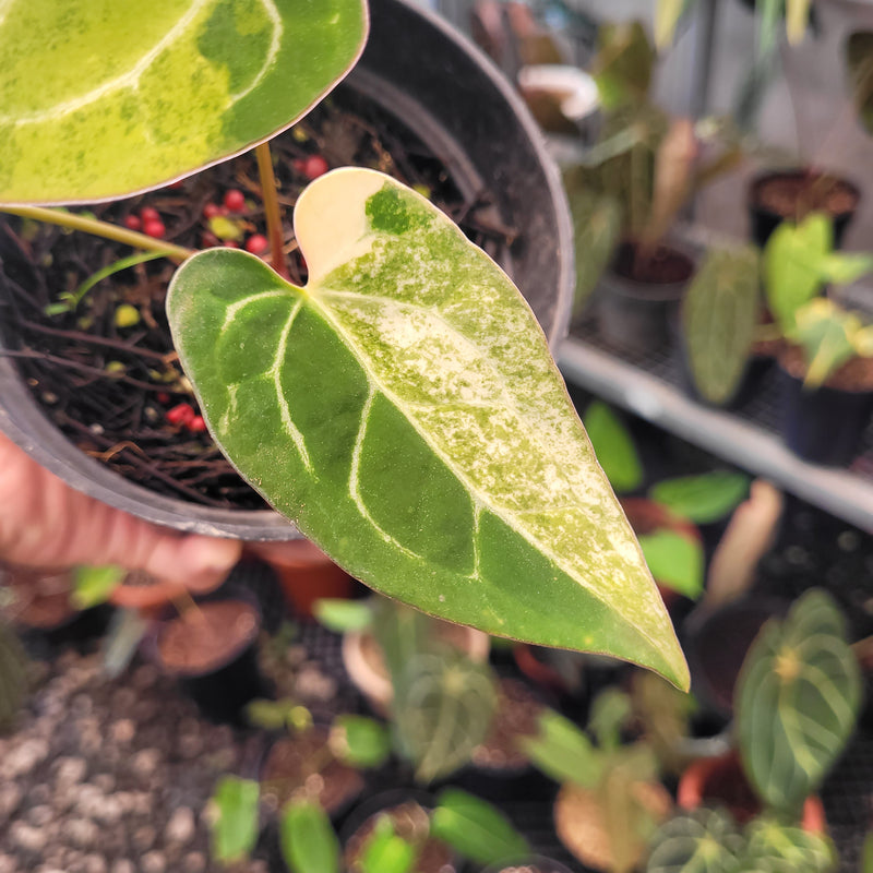 anthurium blue Anthurium Blue Papillilaminum Seedling Variegated — Aroidasia