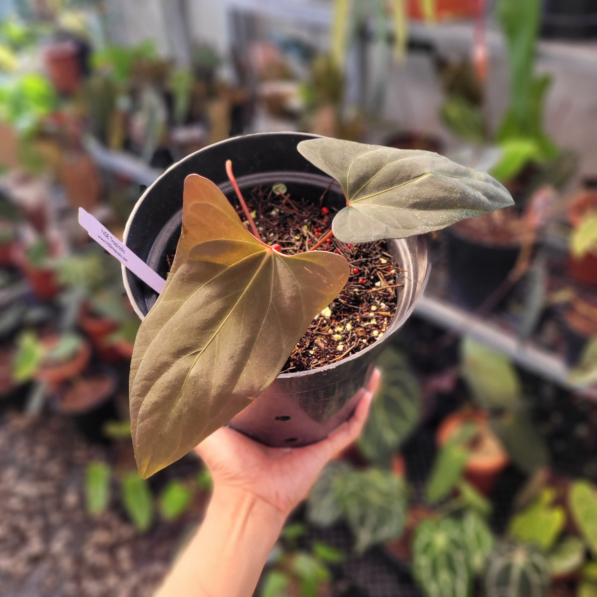 Anthurium Portillae NSE x Dressleri Selected — Aroidasia