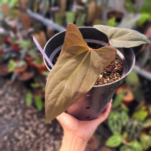 anthurium papillilaminum x dressleri Anthurium Portillae NSE x Dressleri Selected — Aroidasia