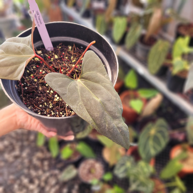 Anthurium Portillae NSE x Dressleri Selected