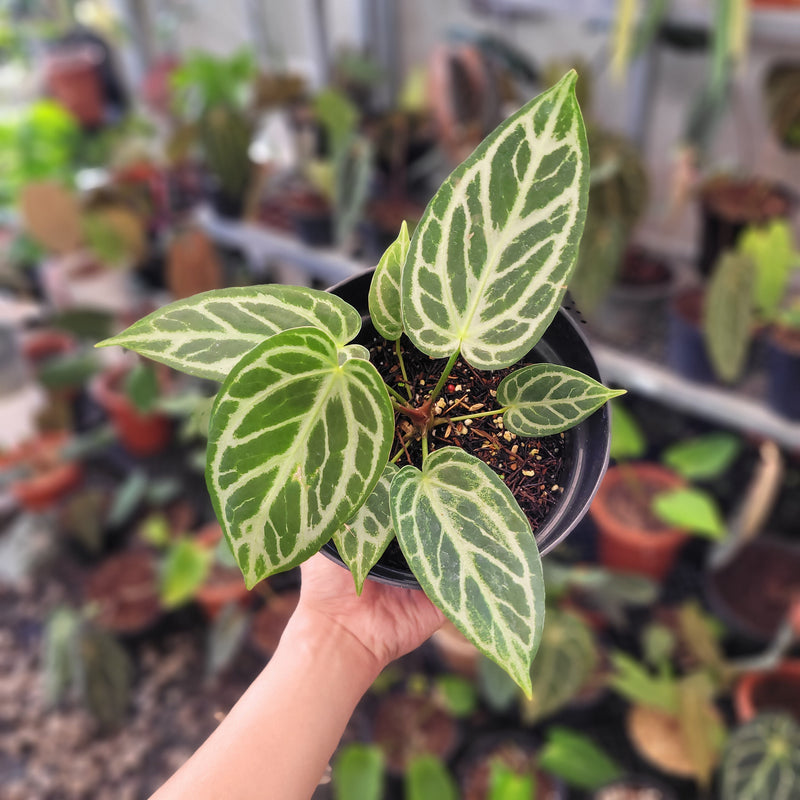 Anthurium Silver Blush x Warocqueanum