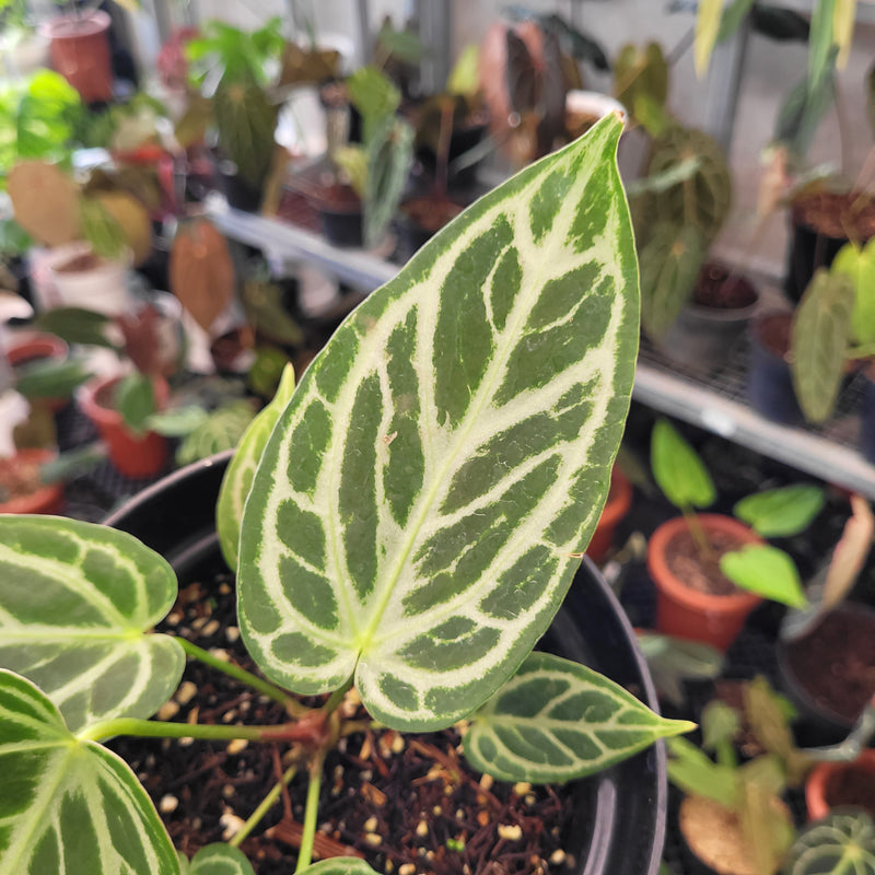 Anthurium Silver Blush x Warocqueanum