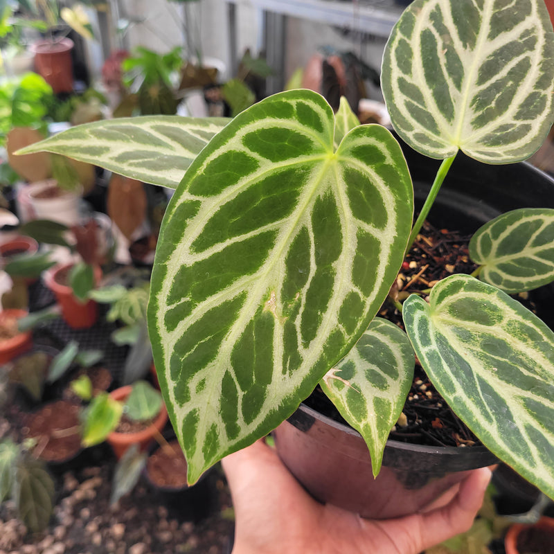 Anthurium Silver Blush x Warocqueanum