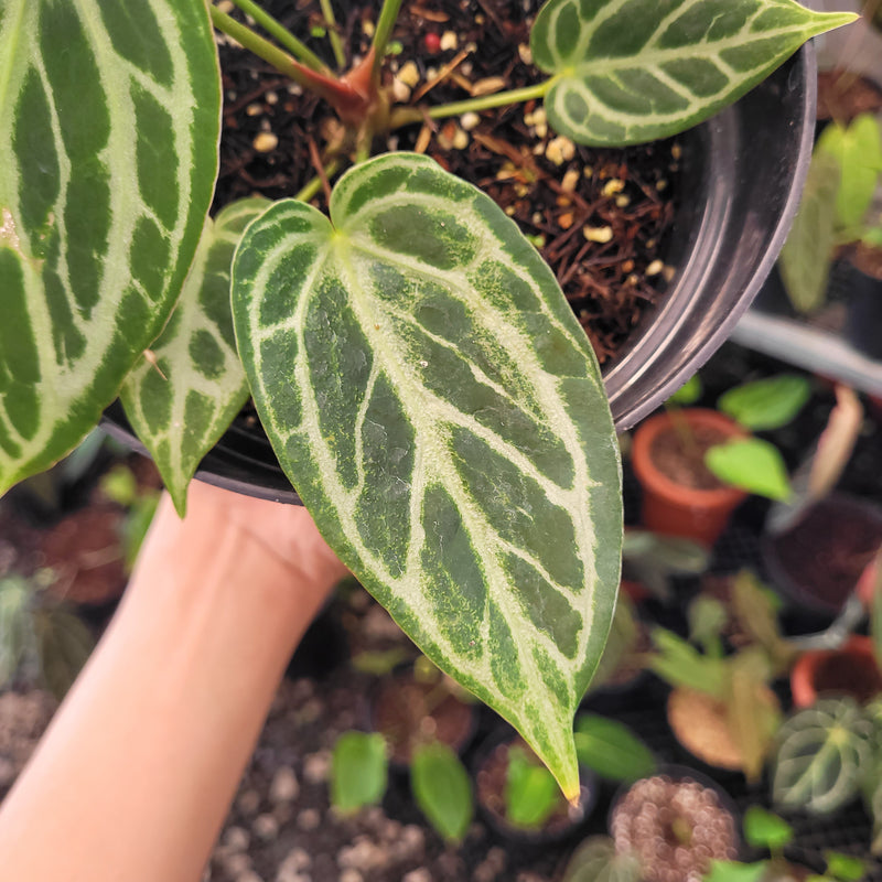 Anthurium Silver Blush x Warocqueanum