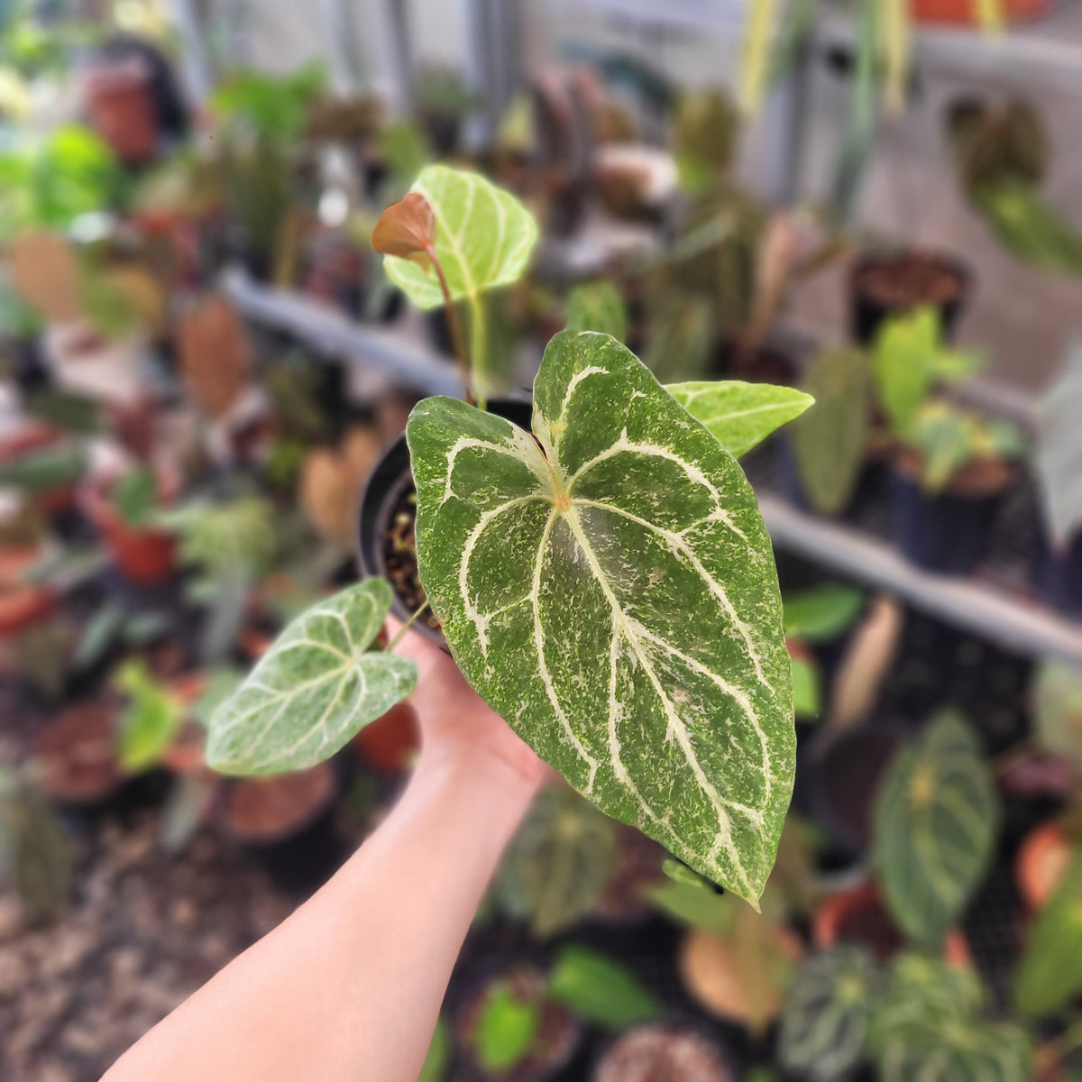 Anthurium Red Spider Blister Variegated — Aroidasia