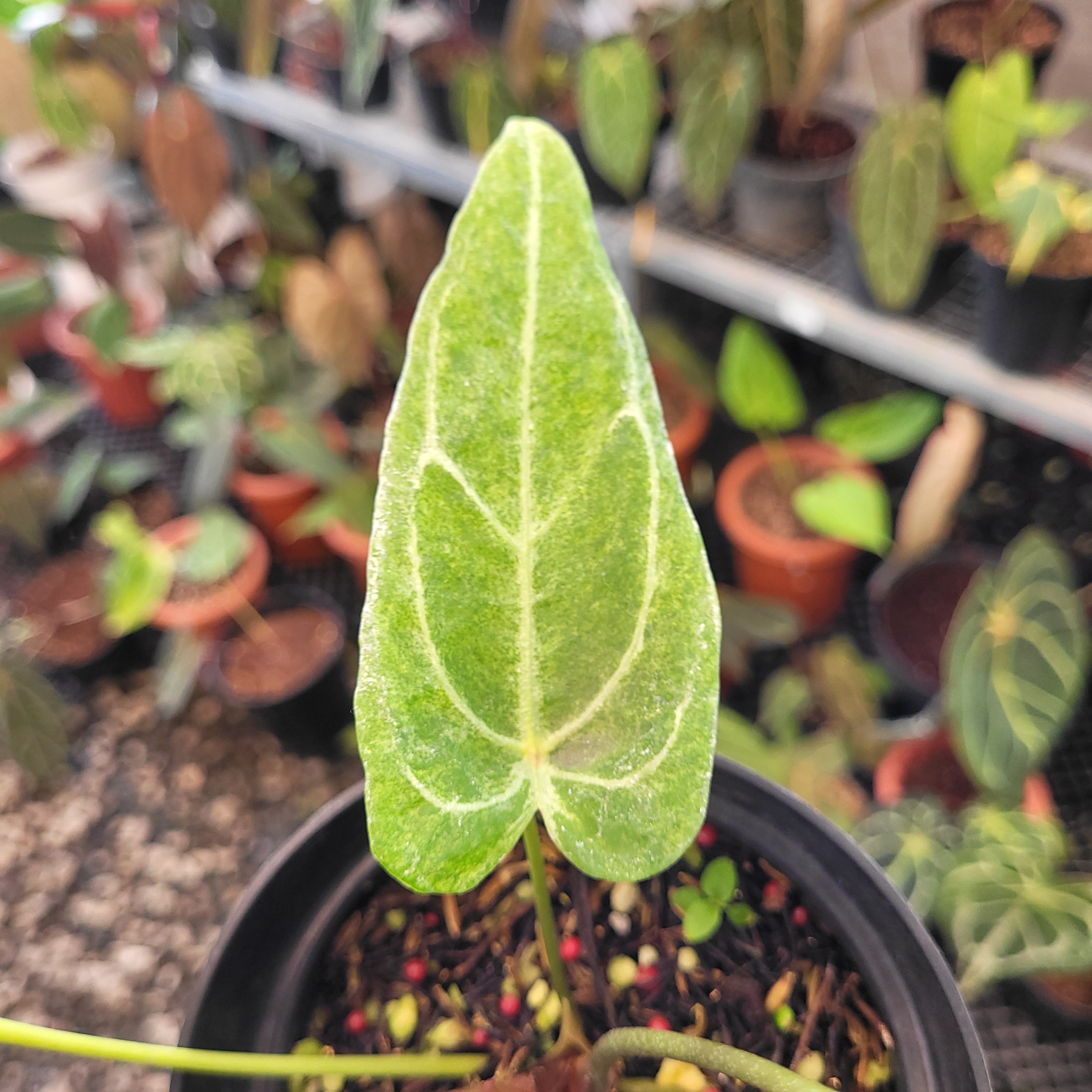 Anthurium Red Spider Blister Variegated — Aroidasia