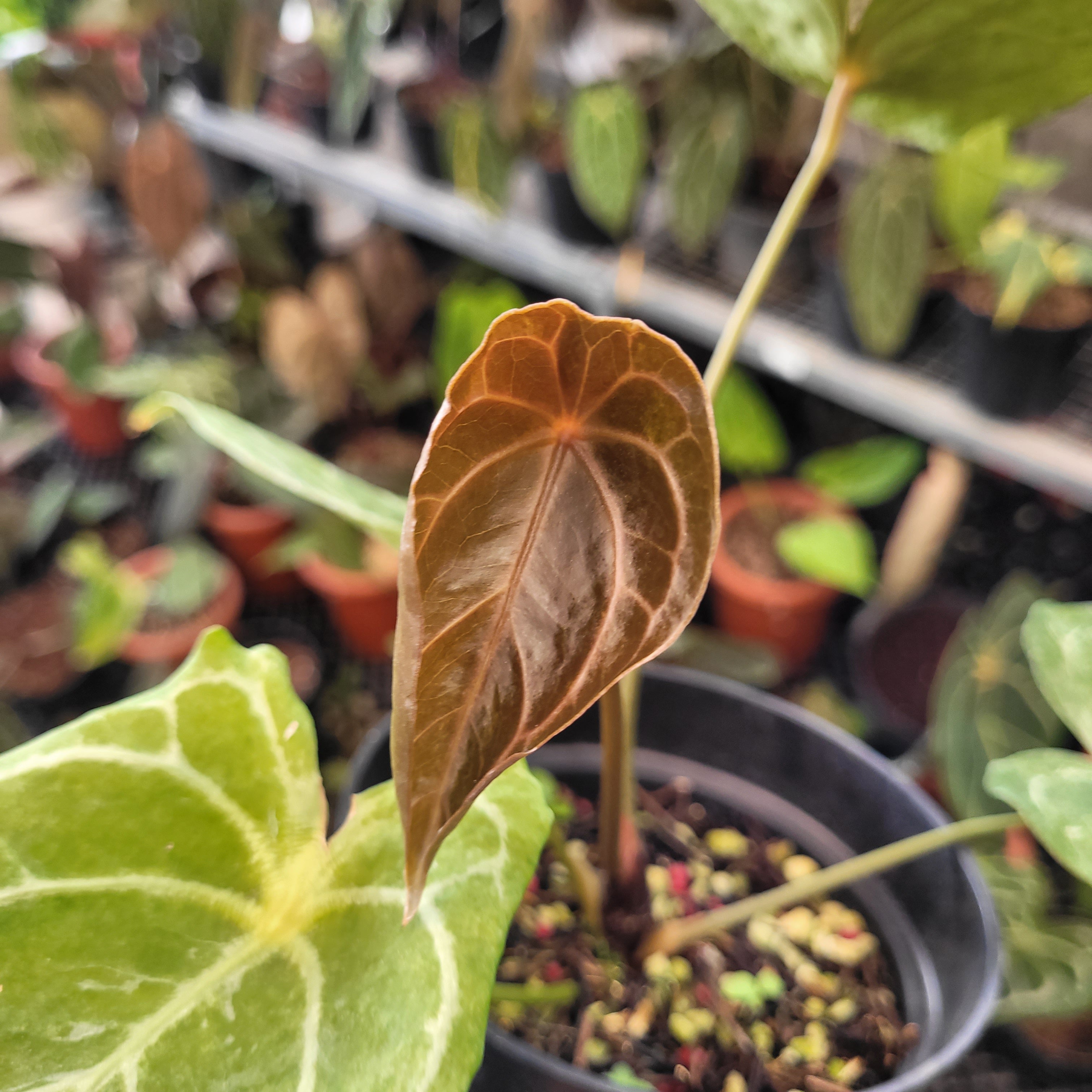 Anthurium Red Spider Blister Variegated — Aroidasia