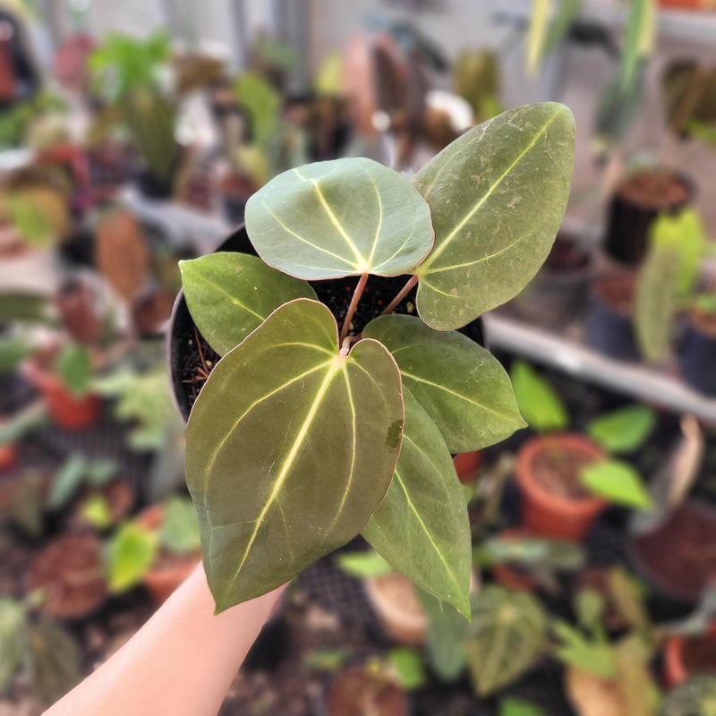 anthurium nse Anthurium Carla x NSE Portillae — Aroidasia