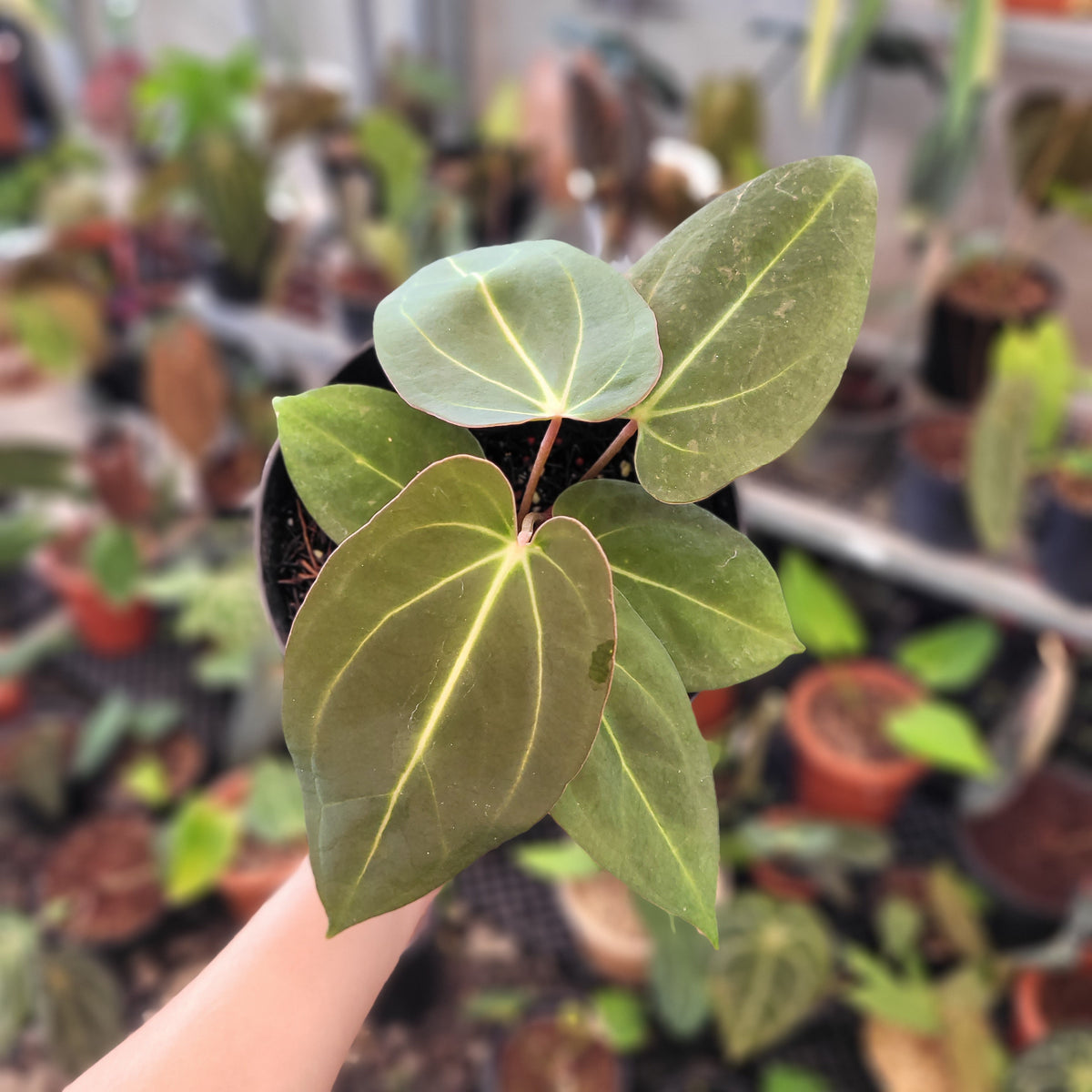 anthurium portillae nse Anthurium Carla x NSE Portillae