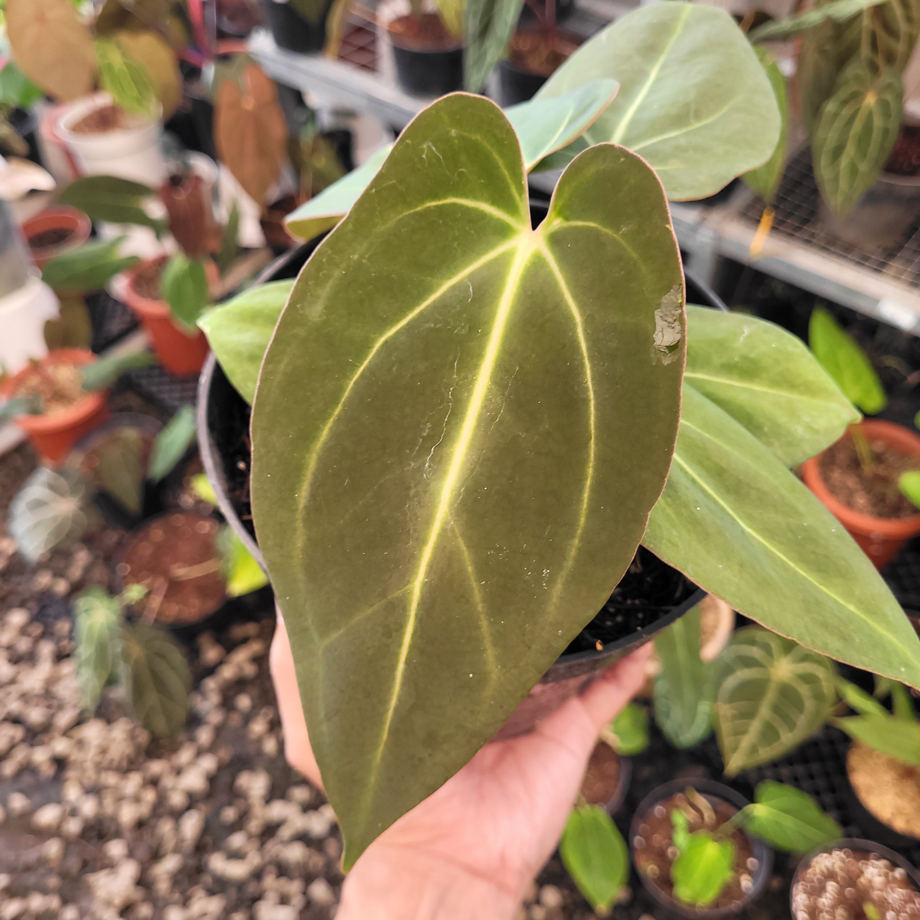 その他観葉植物 NPG#8 anthurium Carla x Portilae Anthurium Carla x NSE Portillae — Aroidasia