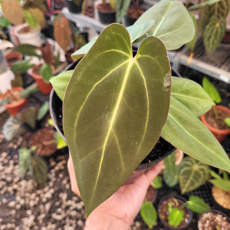 anthurium nse portillae Anthurium Carla x NSE Portillae