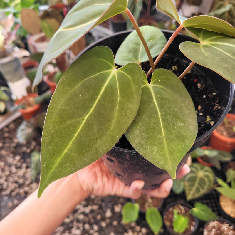 anthurium portillae nse Anthurium Carla x NSE Portillae — Aroidasia