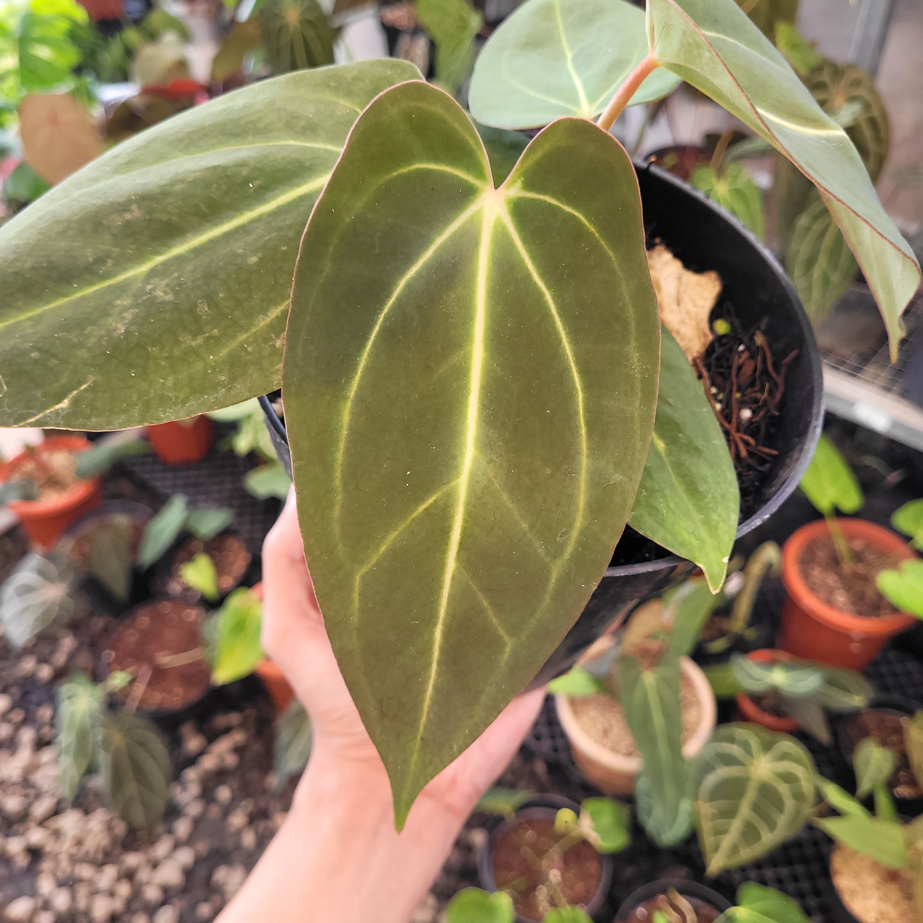 Anthurium Carla x NSE Portillae — Aroidasia