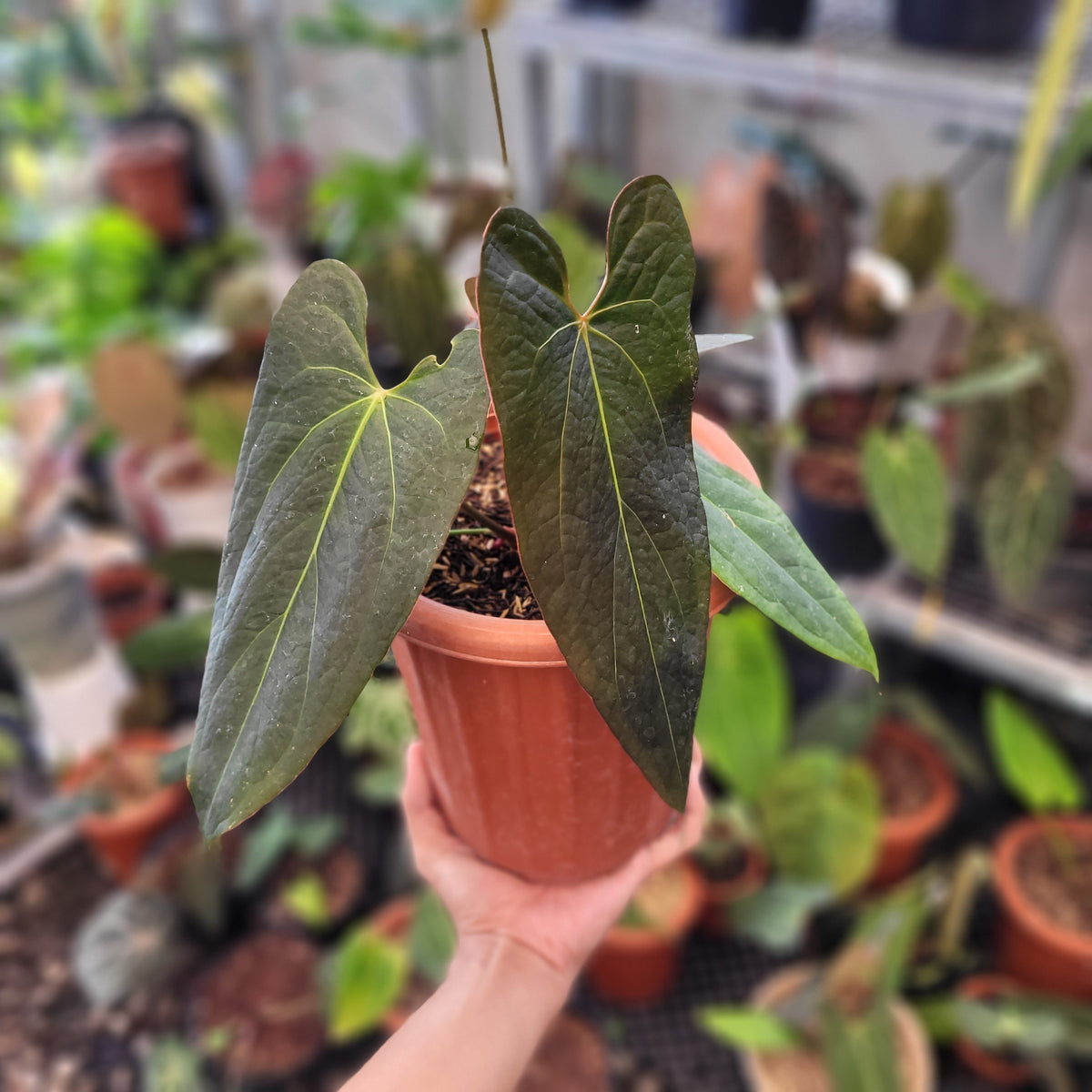 H*S様 Anthurium Portillae XAOSbvep新葉展開中 Anthurium Portillae XAOSbvep新葉展開中