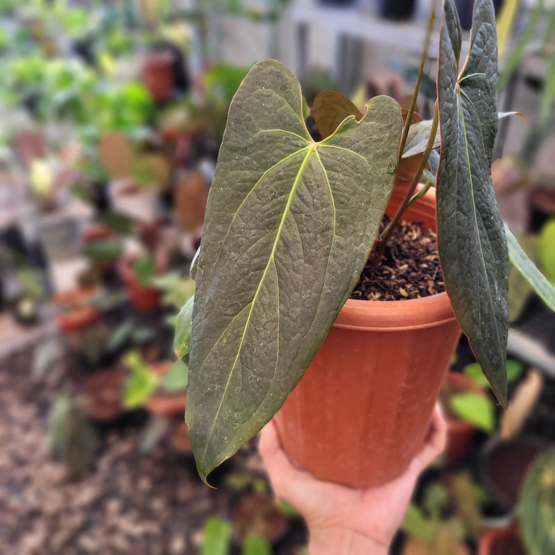 Anthurium Papillilaminum x Portillae Hybrid