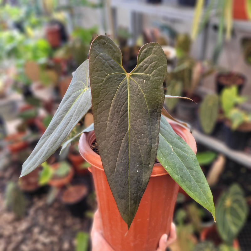 Anthurium Papillilaminum x Portillae Hybrid