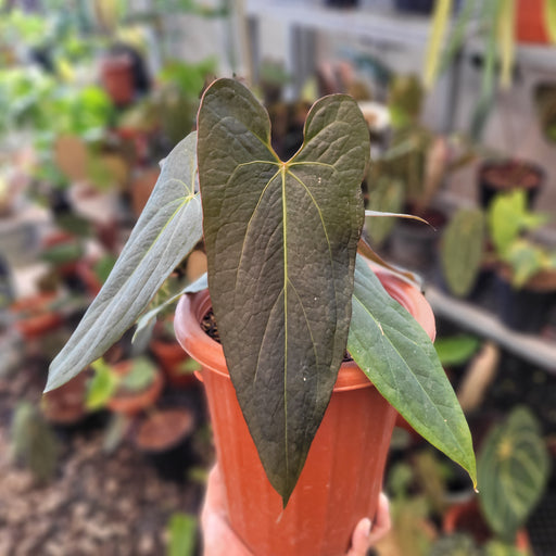 anthurium cardiolonchium Anthurium Papillilaminum x Portillae Hybrid