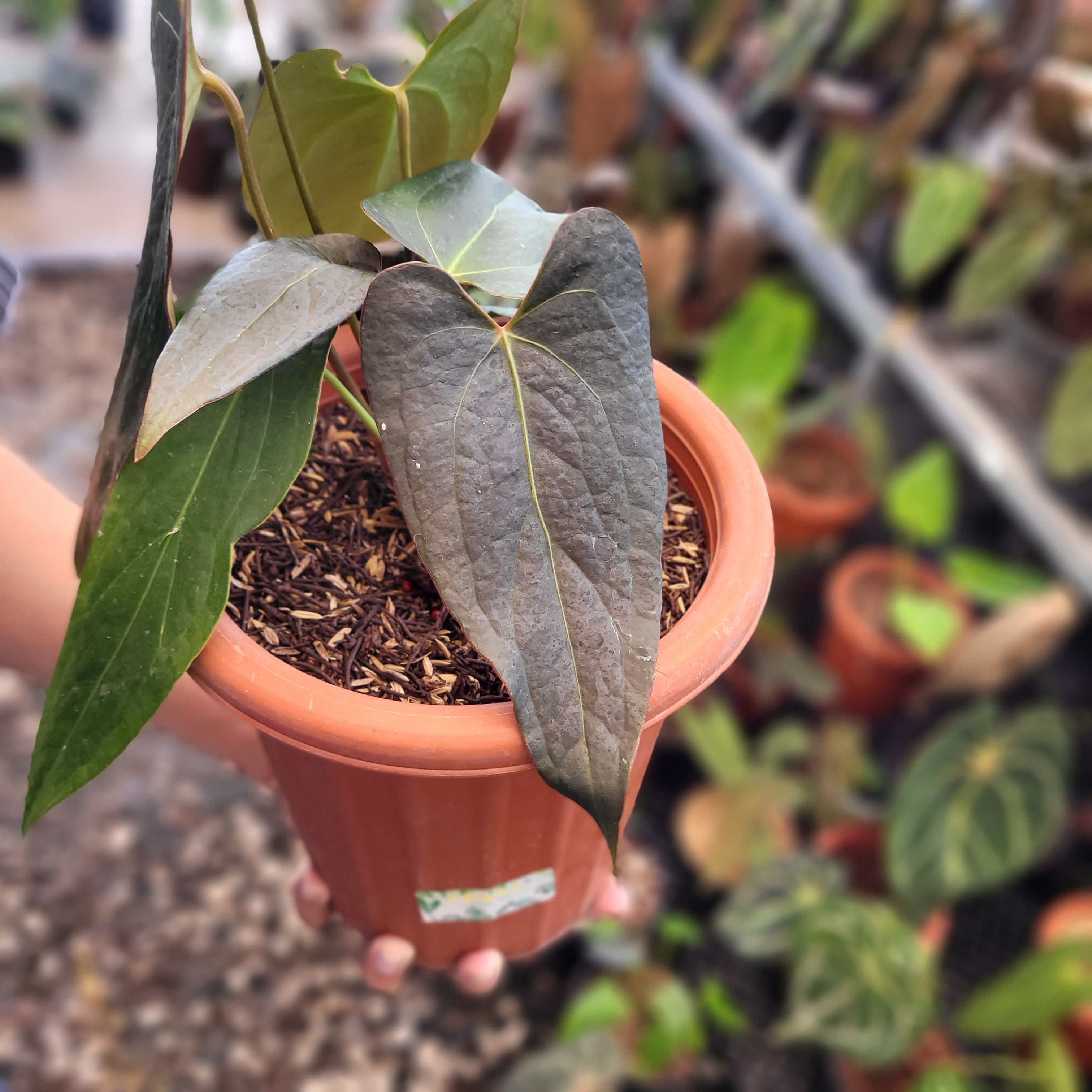 Anthurium Papillilaminum x Portillae Hybrid — Aroidasia